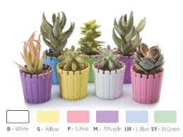 Empty Flowerpot Akasya Orchid 13 cm