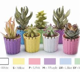 Empty Flowerpot Akasya Cactus 6 cm